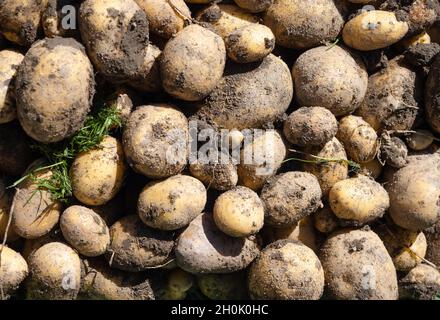 Pile de pommes de terre sales récemment récoltées - Solanum tuberosum.Plein format.Récolte des racines de pomme de terre dans le jardin maison. Agriculture biologique, saine Banque D'Images