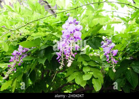 Gros plan de fleurs de Wisteria rose clair et de grandes feuilles vertes vers ciel nuageux dans un jardin dans un jour ensoleillé de printemps, beau backgrou floral extérieur Banque D'Images