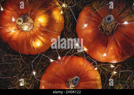 Citrouilles décorées de guirlandes lumineuses, vue d'en haut, décoration automnale Banque D'Images