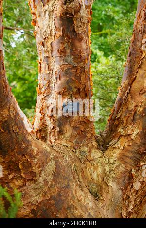 gros plan tronc arbre image d'écorce d'érable à écorce de papier (acer griseum) Banque D'Images