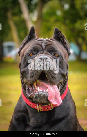 Portrait de chien de canne Corso sur un camping avec des tentes dans la forêt derrière.La languette rouge du collier est en vue de l'appareil photo Banque D'Images