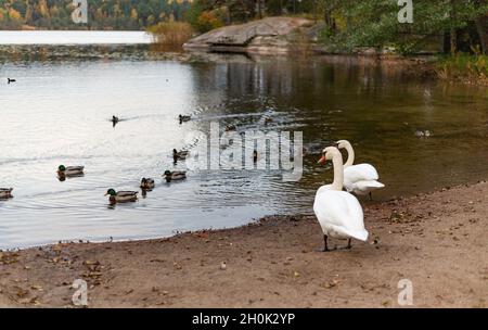 Deux cygnes et un troupeau de canards au bord du lac le jour de l'automne Banque D'Images