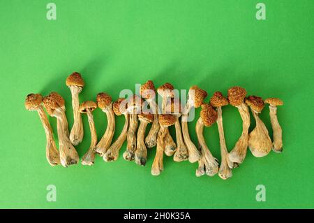 Séchez les champignons psilocybine sur fond vert dans la rangée. Psychédélique, hallucinant, champignon magique. Usage médical. Concept de microdosage. Banque D'Images