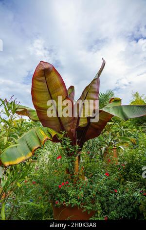 gros plan d'une belle plante de Banana (Ensete ventricosum Maurelli), rouge musa et abyssinienne Banque D'Images