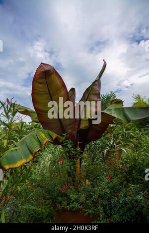 gros plan d'une belle plante de Banana (Ensete ventricosum Maurelli), rouge musa et abyssinienne Banque D'Images