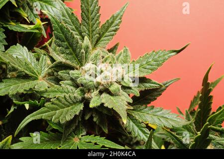 Le buisson de cannabis en fleur. Plante fraîche isolée sur fond rouge. Feuilles de marijuana vertes. Mise en page de la médecine de fines herbes Chanvre récréation, concept de légalisation. Banque D'Images