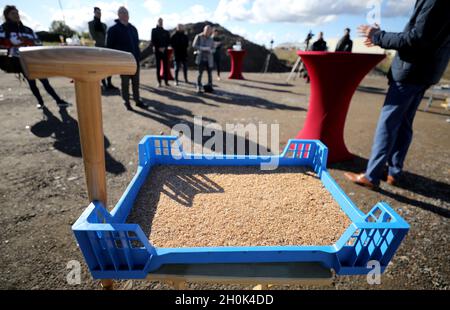 Roggenvin, Allemagne.13 octobre 2021.Lors de la cérémonie symbolique révolutionnaire d'une usine de production de farine d'insecte de la jeune société de démarrage de Rostock Inova Protein, une boîte de reproduction avec 10,000 méalworms est présente.Dans la salle de production de près de 800 mètres carrés, 1.5 tonnes de farine d'insectes par mois seront produites à partir de vers de viande pour les denrées alimentaires à l'avenir.En mai, le ver jaune (Tenebrio molitor) a été le premier insecte à être approuvé par l'UE comme nouvelle denrée alimentaire.Credit: Bernd Wüstneck/dpa-Zentralbild/dpa/Alay Live News Banque D'Images