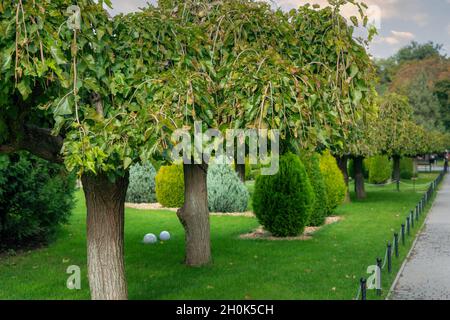 Arbres verts dans un beau parc.Beau paysage au parc avec des arbres, des buissons à feuilles persistantes et de l'herbe verte. Banque D'Images