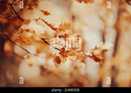 De belles feuilles de chêne jaune sec sur de fines branches sont illuminées par la lumière du soleil chaude un jour d'automne.Automne doré en octobre. Banque D'Images