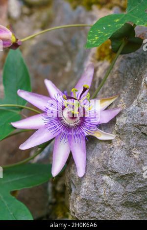 Gros plan d'une fleur de passion bleue, d'une fleur de passion bleutée ou d'une fleur de passion commune (Passiflora caerulea) Banque D'Images