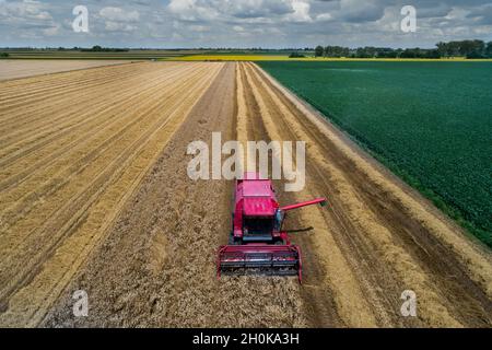 Image aérienne d'une moissonneuse-batteuse travaillant dans un champ de blé en été, prise de vue par drone Banque D'Images