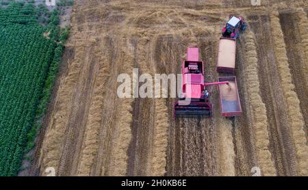 Image aérienne de la moissonneuse-batteuse chargeant la remorque du tracteur avec le grain de blé en été tiré par drone Banque D'Images