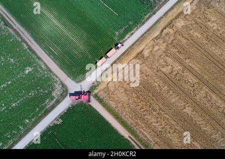 Vue de dessus de la moissonneuse-batteuse et du tracteur avec remorques roulant sur route de campagne entre les champs en été tiré par drone Banque D'Images