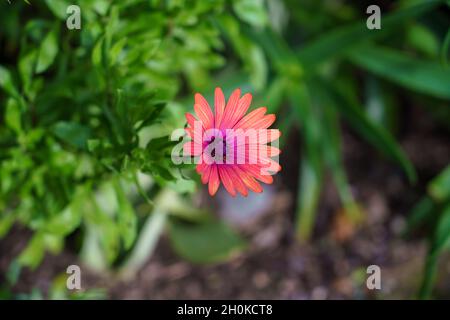 gros plan d'une belle marguerite africaine (ostéospermum) Banque D'Images