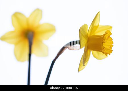 belle composition avec narcisse sur fond blanc Banque D'Images