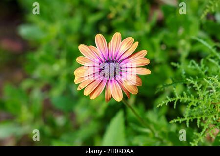 gros plan d'une belle marguerite africaine (ostéospermum) Banque D'Images