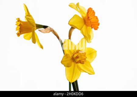 belle composition avec narcisse sur fond blanc Banque D'Images