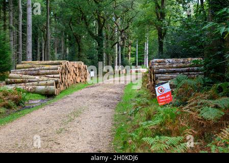 Les arbres empilés sont coupés après les opérations d'exploitation forestière dans la New Forest, Hampshire, Royaume-Uni Banque D'Images