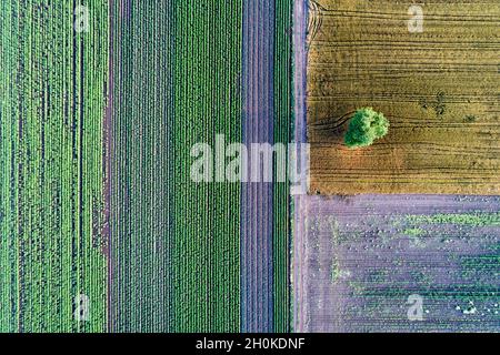 Formes géométriques abstraites de parcelles agricoles de différentes cultures.Vue aérienne prise de vue à partir d'un drone directement au-dessus du champ Banque D'Images