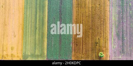 Bandes verticales de parcelles agricoles de différentes cultures. Vue aérienne prise de vue à partir d'un drone directement au-dessus du champ Banque D'Images