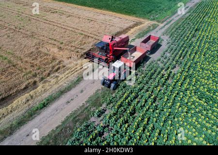 Image aérienne de la moissonneuse-batteuse chargeant la remorque du tracteur avec le grain de blé en été tiré par drone Banque D'Images