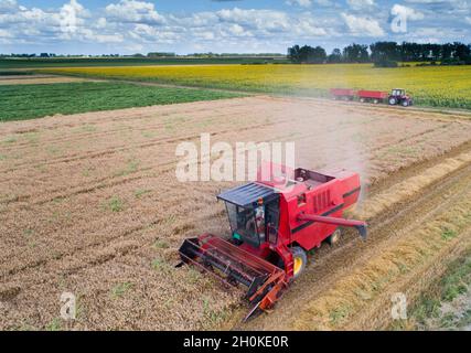 Image aérienne d'une moissonneuse-batteuse travaillant dans un champ de blé en été, prise de vue par drone Banque D'Images