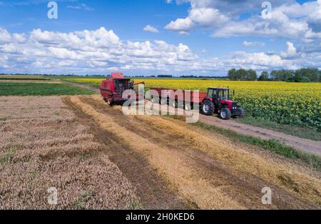 Moissonneuse-batteuse chargement de la remorque du tracteur avec grain de blé en été Banque D'Images