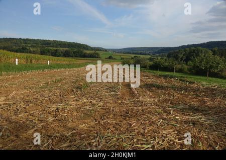 Champ de maïs fraîchement récolté, fin de l'été, nord de la France Banque D'Images