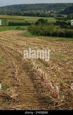 Champ de maïs fraîchement récolté, fin de l'été, nord de la France Banque D'Images