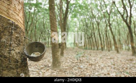 Petit bol en bois fixé au tronc d'arbre en caoutchouc pour recueillir le lait de latex de manière traditionnelle à la plantation de très près. Banque D'Images