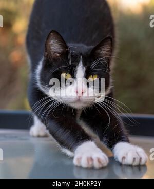 Stary chat s'étirant sur un toit de voiture, Paphos, Chypre Banque D'Images