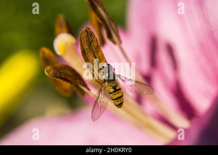 Une mouche perchée sur une fleur, gros plan, vue d'été Banque D'Images