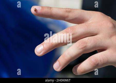 Un petit coccinelle sur le doigt d'un homme. Banque D'Images