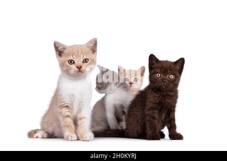 Groupe de 4 chatons de chat de Shorthair de couleur britannique, debout et assis ensemble.Une seule caméra frontale.Isolé sur fond blanc. Banque D'Images