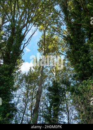 Vue entre les arbres dans un bois jusqu'à un ciel bleu Banque D'Images