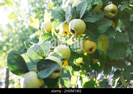 Quince sur la succursale.Pommes de coing naturelles bio sur l'arbre à l'automne. Banque D'Images