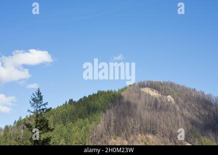 Une colline qui est à moitié brûlée près du barrage Cougar montre les effets de l'incendie de vacances de 2020, près de Blue River, Oregon, un an plus tard. Banque D'Images