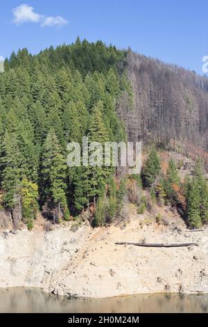 Une colline qui est à moitié brûlée près du barrage Cougar montre les effets de l'incendie de vacances de 2020, près de Blue River, Oregon, un an plus tard. Banque D'Images