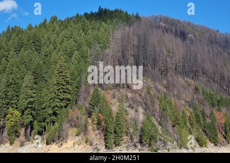 Une colline qui est à moitié brûlée près du barrage Cougar montre les effets de l'incendie de vacances de 2020, près de Blue River, Oregon, un an plus tard. Banque D'Images