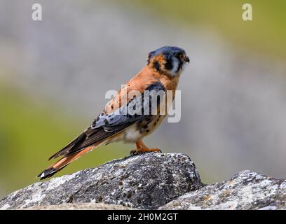 Un Kestrel américain (Falco sparverius) sur un rocher.Cuzco, Pérou.Amérique du Sud. Banque D'Images