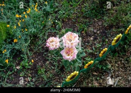 rose pâle sur les buissons dans le jardin, en été Banque D'Images