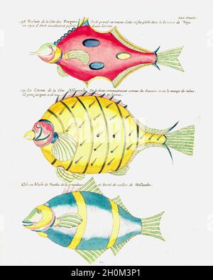 Le poisson de fantaisie de Samuel Fallours Banque D'Images