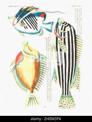 Le poisson de fantaisie de Samuel Fallours Banque D'Images