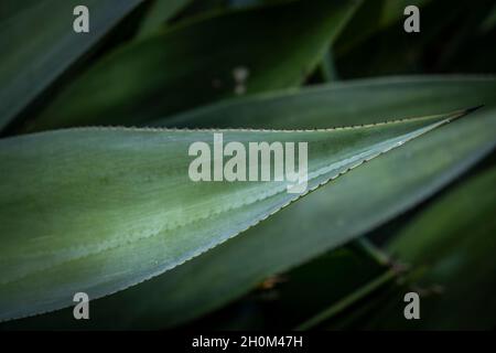 Vue rapprochée du bord d'une feuille d'une plante d'Aloe vera. Banque D'Images
