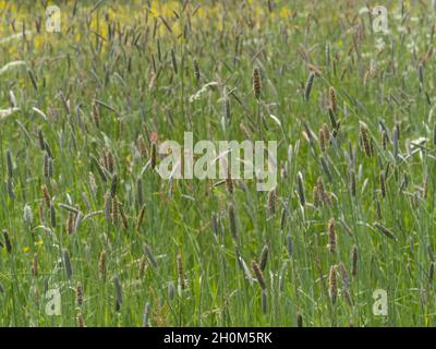 Timothy-Grass, Phleum pratense, culture au champ, Worcestershire, Royaume-Uni. Banque D'Images