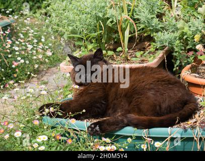 Chat domestique, adulte unique reposant sur le bac de la plante dans le jardin, Worcestershire, Royaume-Uni Banque D'Images