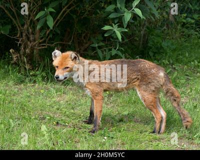 Renard rouge, Vulpes vulpes, homme adulte, debout dans le jardin urbain pendant la journée.Lea Valley, Essex, Royaume-Uni. Banque D'Images