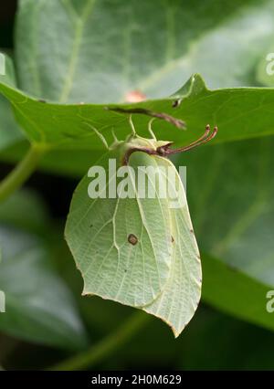Brimstone Butterfly, Gonepteryx rhamni, femelle adulte unique reposant sous la feuille d'Ivy, Hedera Helix, Worcestershire, Royaume-Uni. Banque D'Images