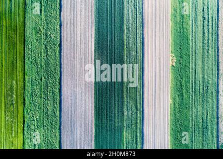 Bandes verticales de parcelles agricoles de différentes cultures. Vue aérienne prise de vue à partir d'un drone directement au-dessus du champ Banque D'Images