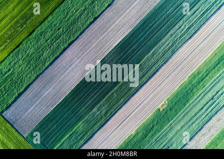 Bandes diagonales de parcelles agricoles de différentes cultures.Vue aérienne prise de vue à partir d'un drone directement au-dessus du champ Banque D'Images
